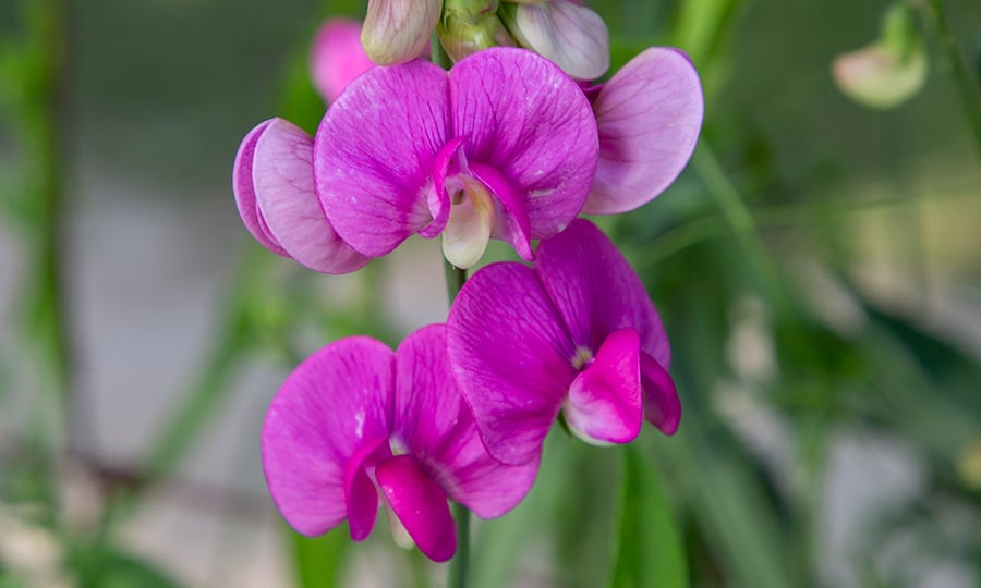 A purple sweet pea flower blooms.