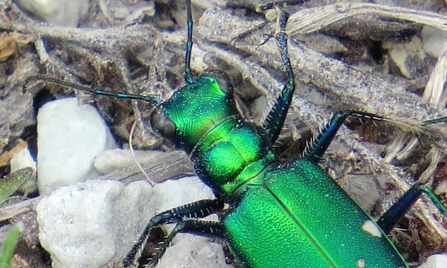 A metallic green beetle crawls over a small patch of snow and twigs.