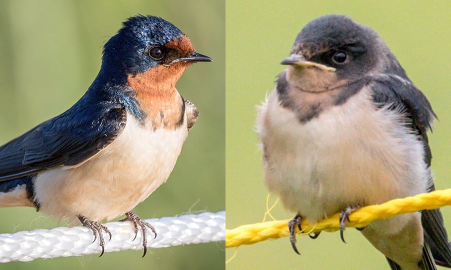 A mature barn swallow has feathers, while a younger bird has muted grey and cream plumage.