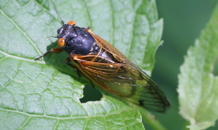Cicada.jpg