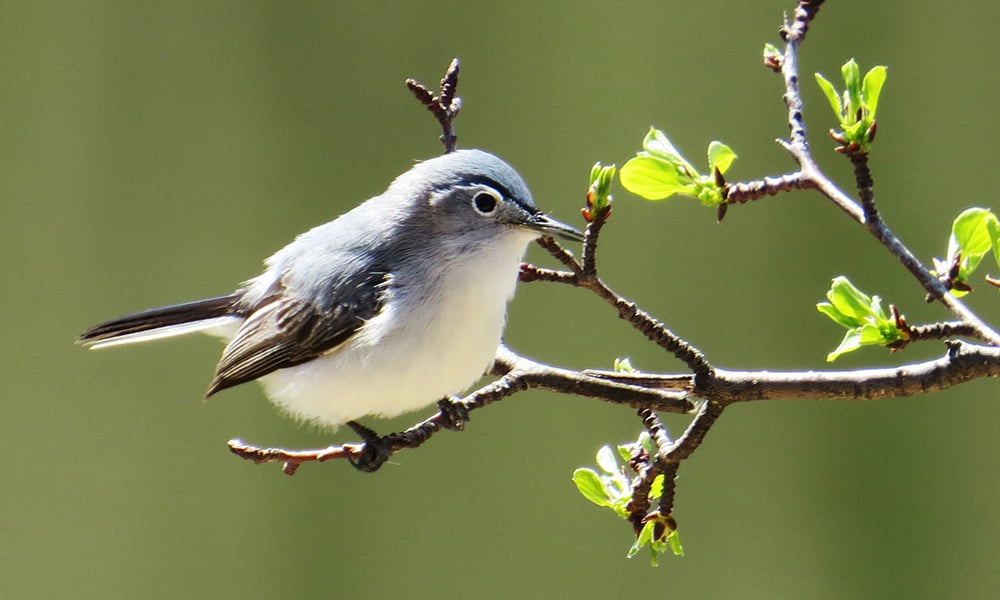 Dahlin blue grey gnatcatcher ML-1