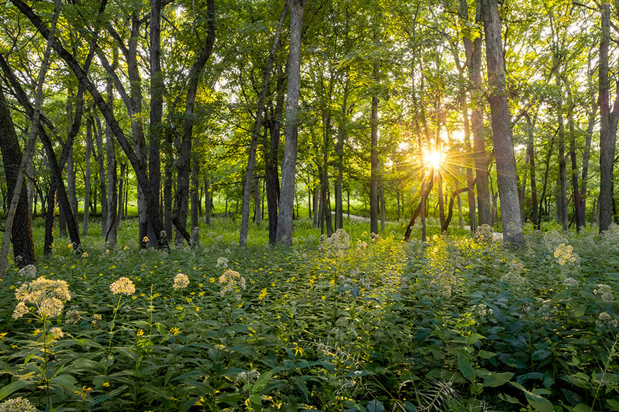 sunrise-savanna-trail-greatest-nees-900-600-150
