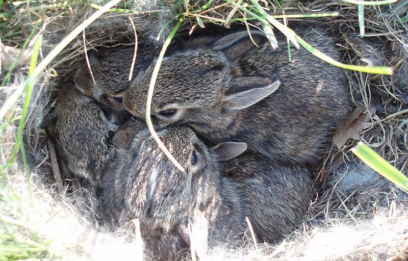 cottontail-babies-800x512