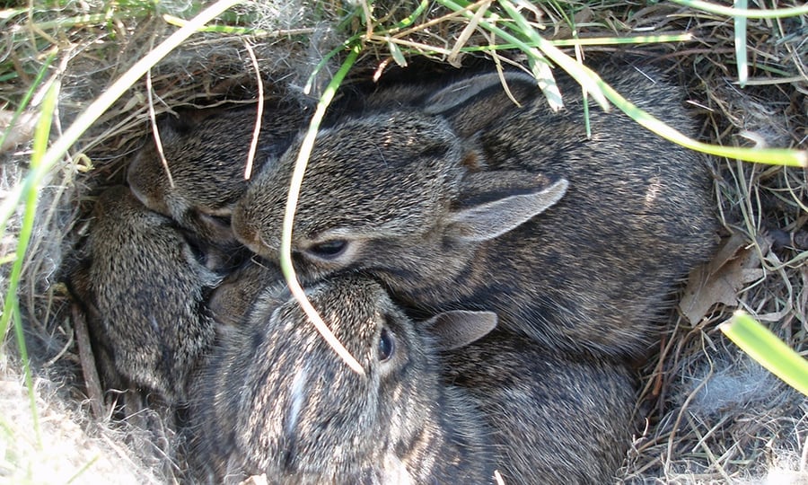 A litter of Eastern cottontails huddle in a shallow nest surrounded by grass.