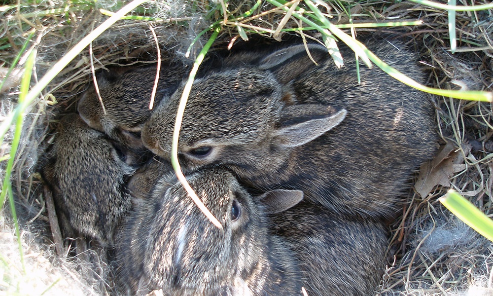 A litter of Eastern cottontails huddle in a shallow nest surrounded by grass.