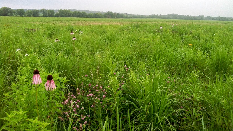 Dunham-prairie-coneflowers-800x450