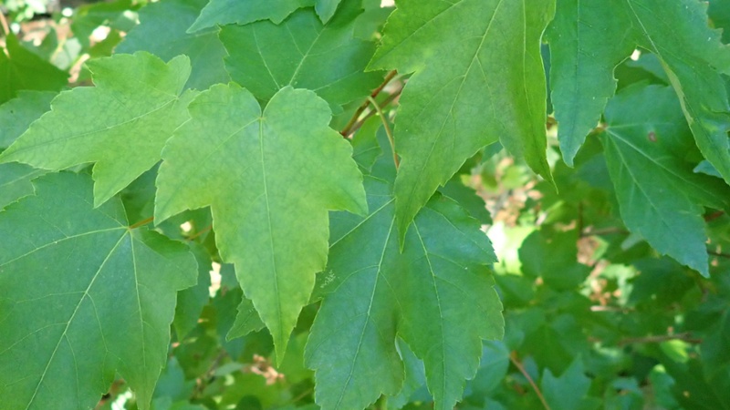 red-maple-800x450