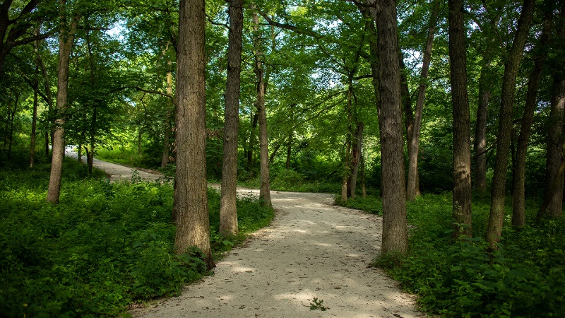 Fullersburg-Woods-summer-trail-800x450