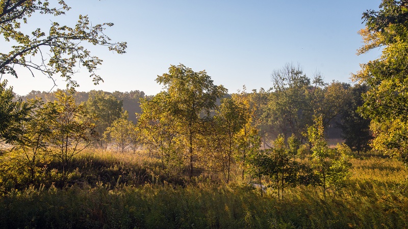 Oldfield-Oaks-late-summer-fog-800x450