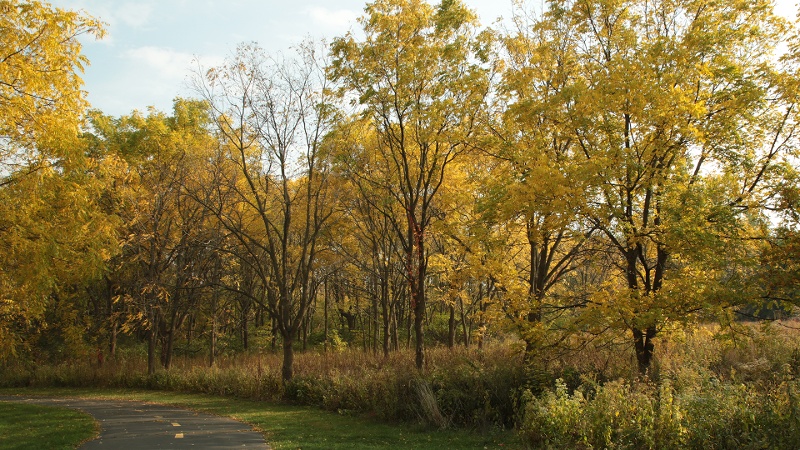 pioneer-park-800x450