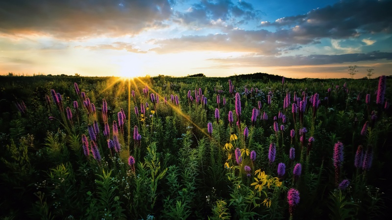 Springbrook-Prairie-prairie-800x450