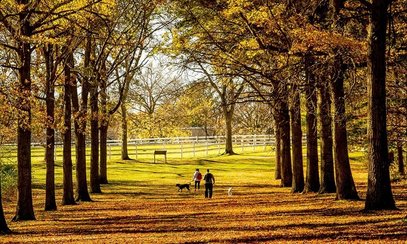 tree-allee-st-james-farm-banner-800x450