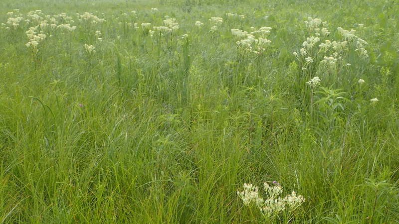 west-chicago-prairie-800x450