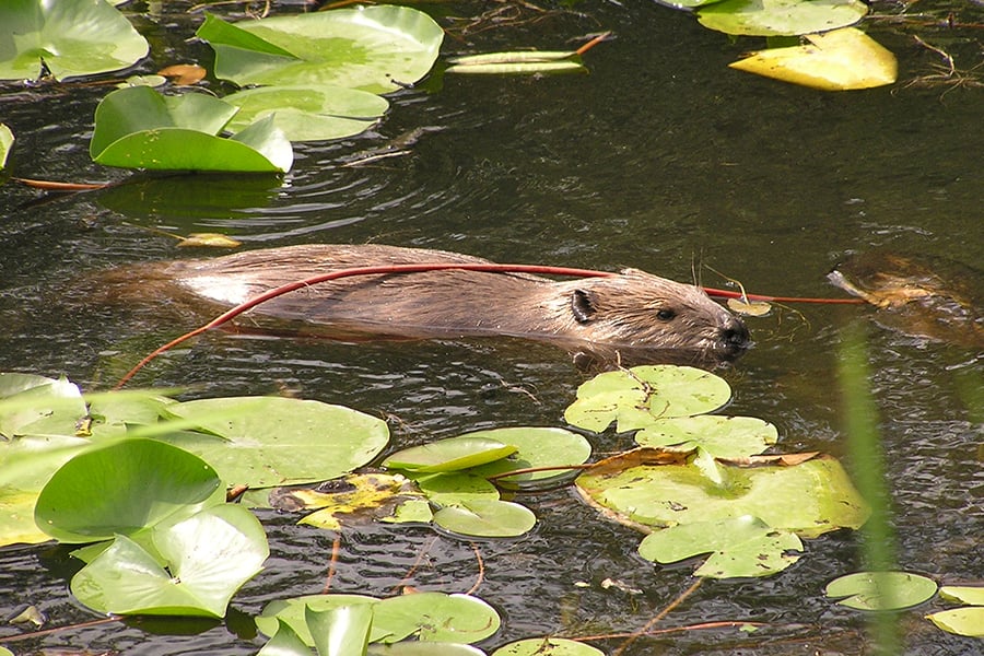 a beaver swimming in a pond between floating lily pads