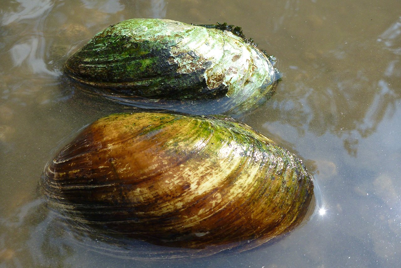 two freshwater mussels