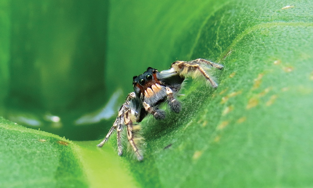 brown jumping spider