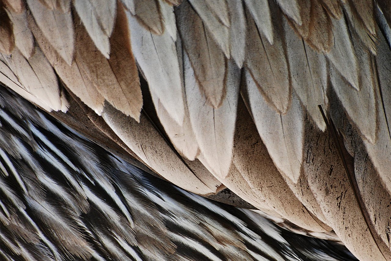 close up of feathers