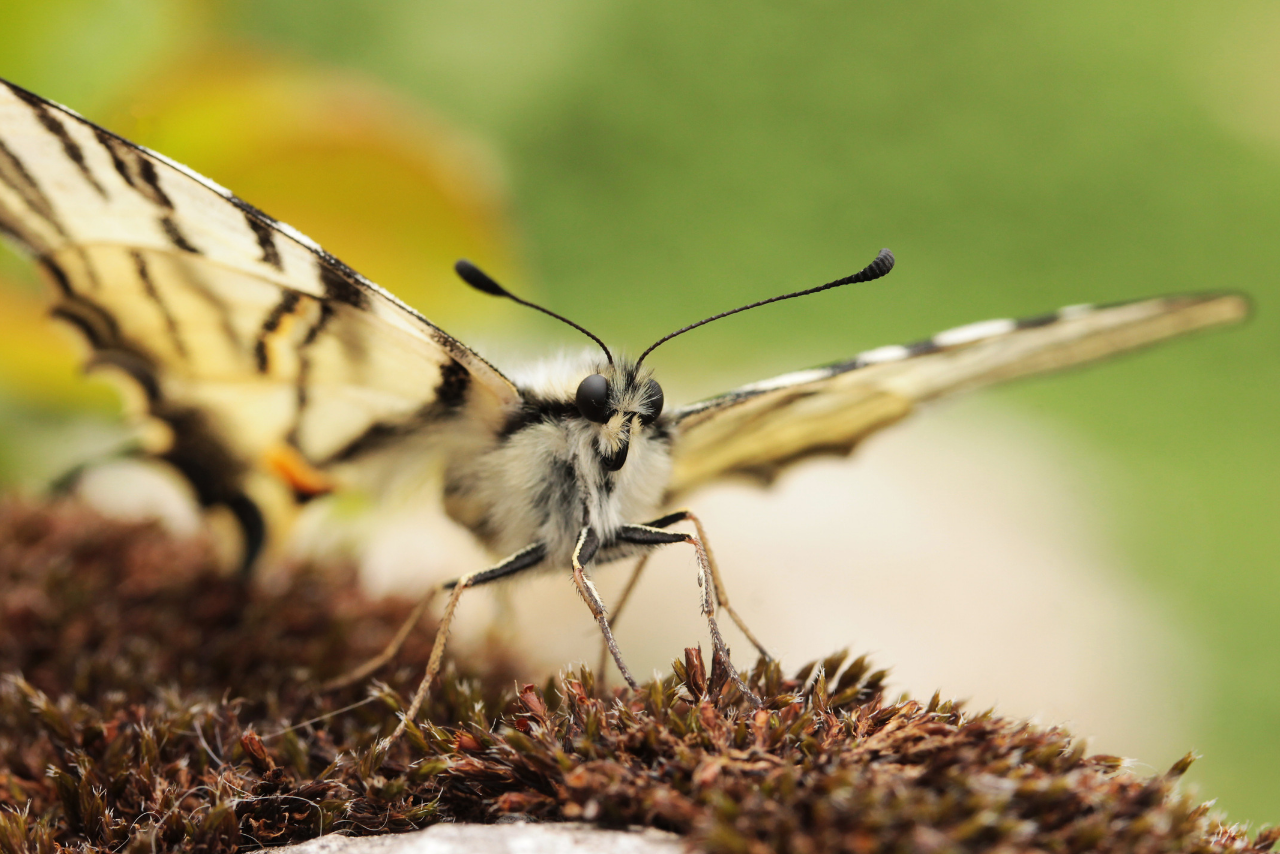 eastern tiger swallowtail