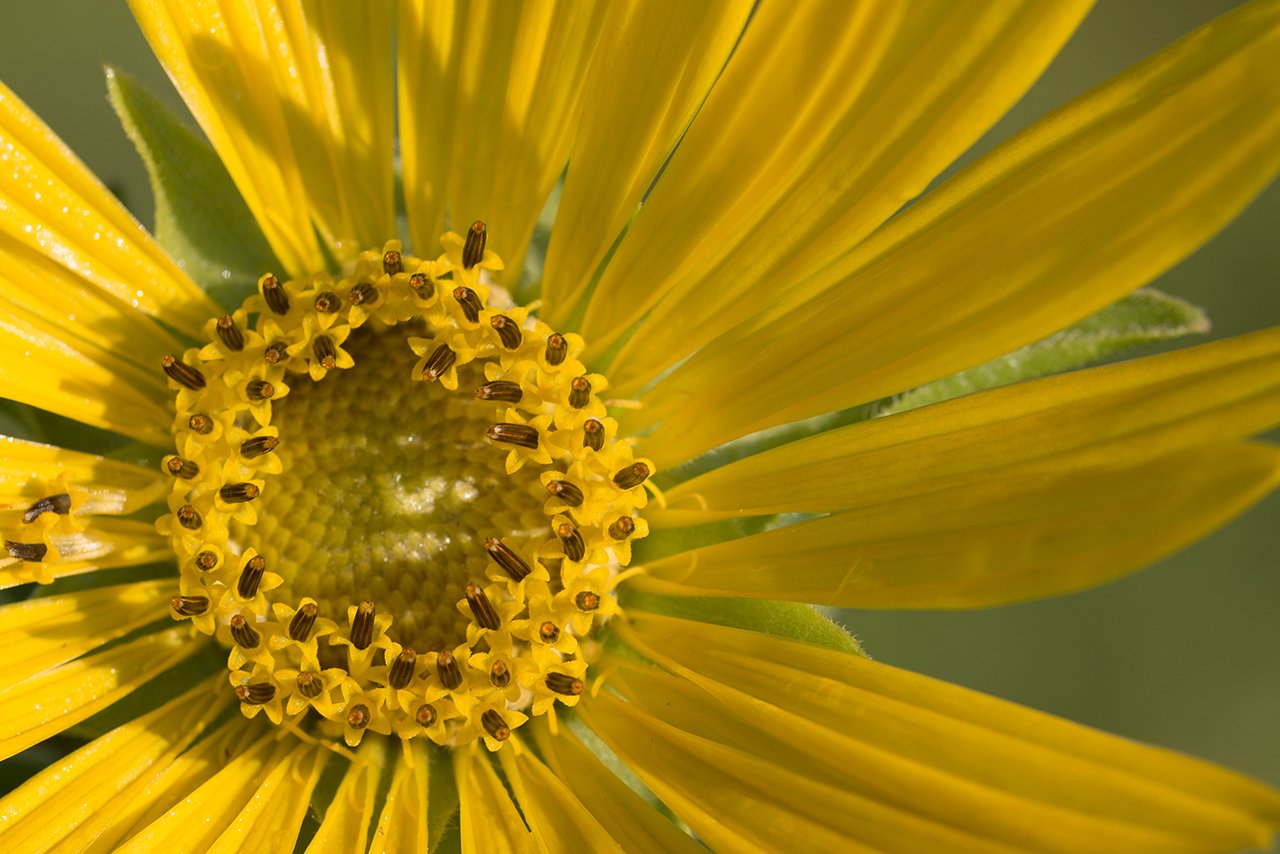 yellow flower