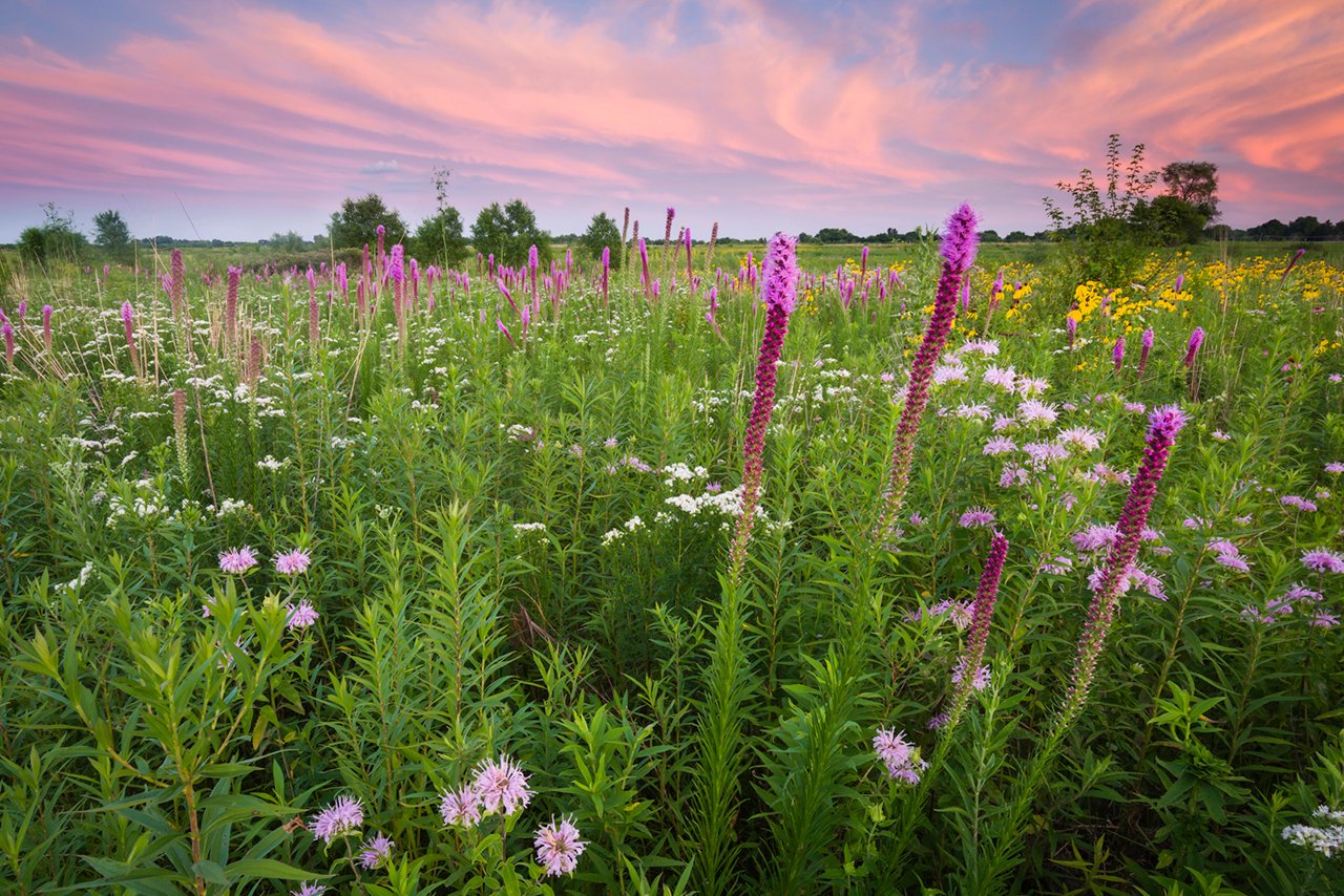 prairie landscape