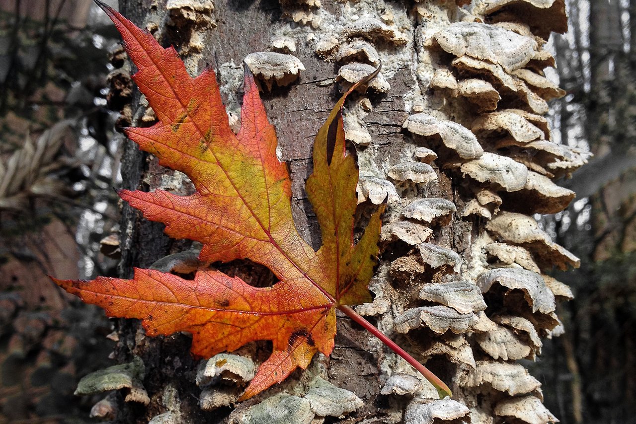 leaf in fall