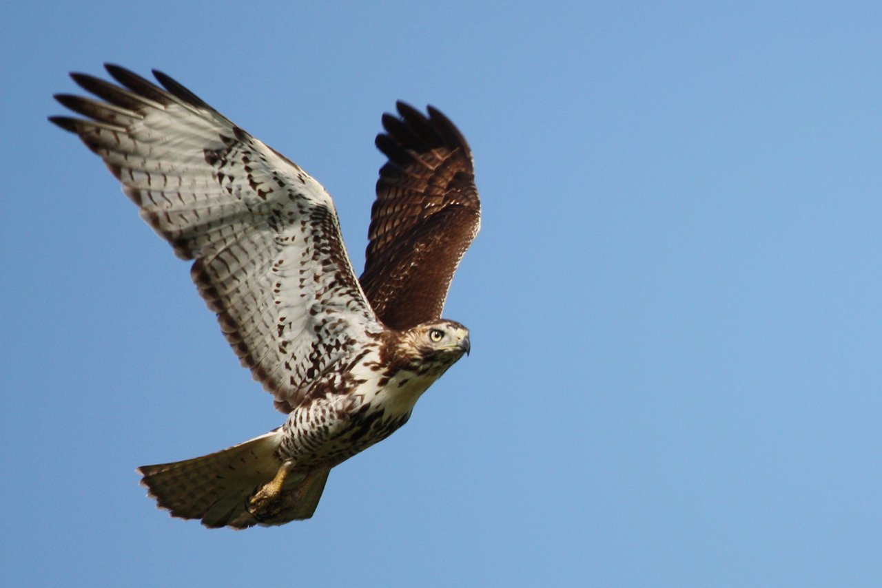 red-tailed hawk in flight