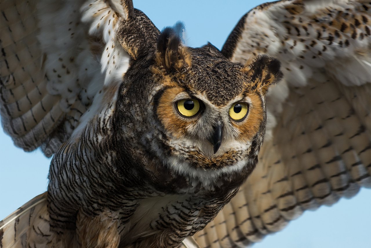great horned owl in flight