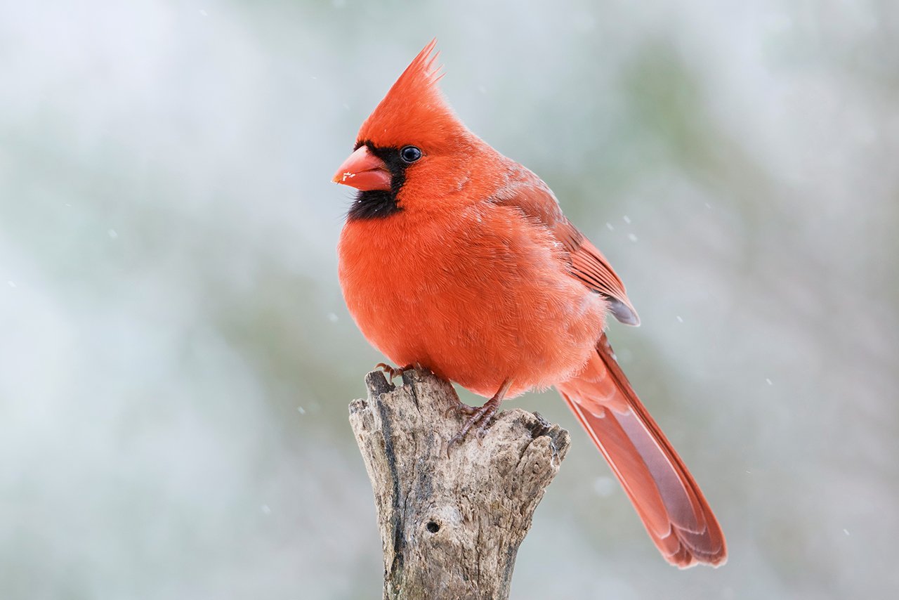 northern cardinal