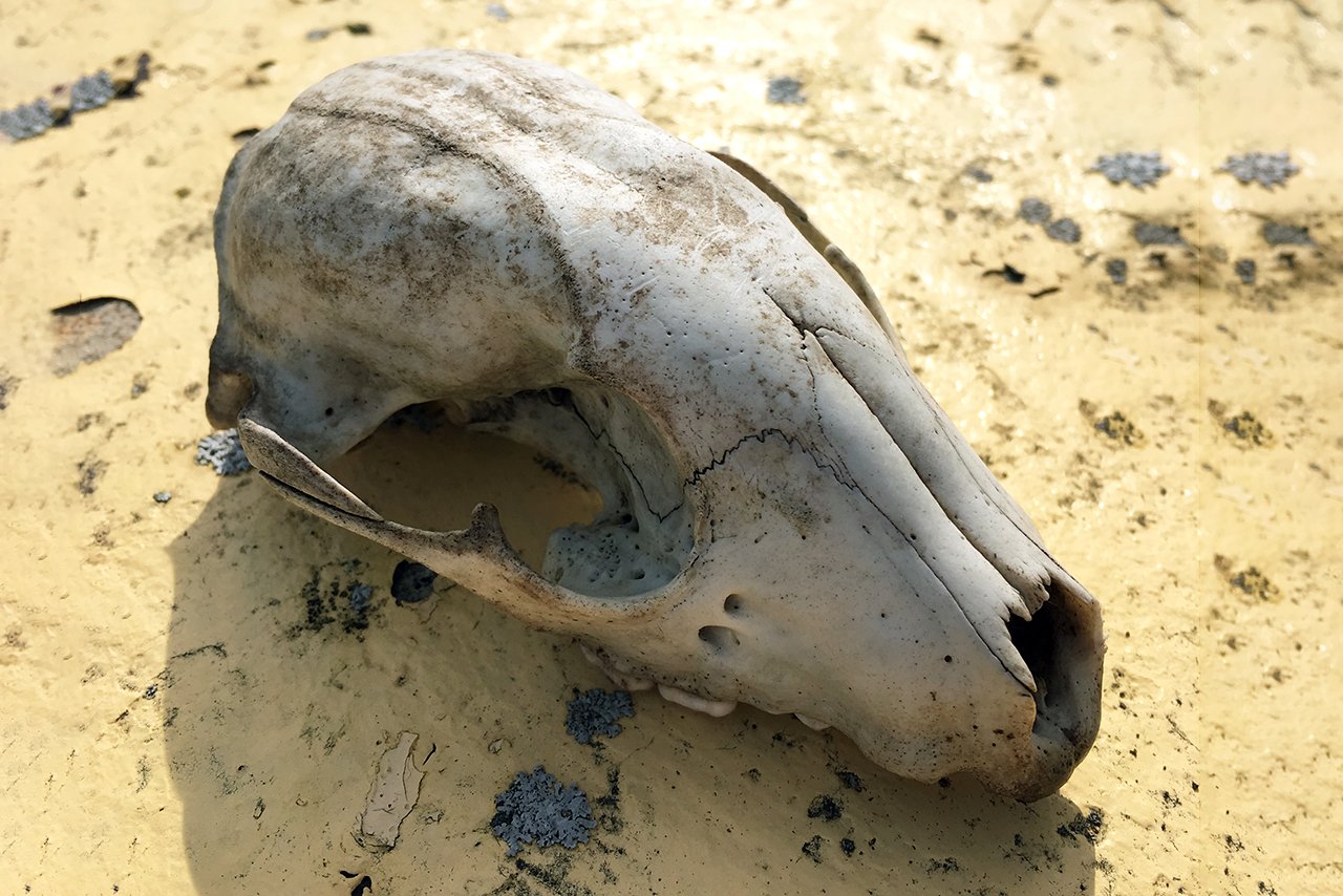 animal skull