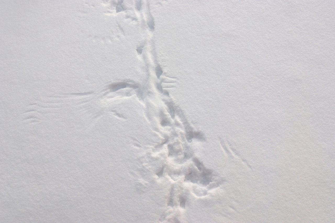 animal tracks in the snow