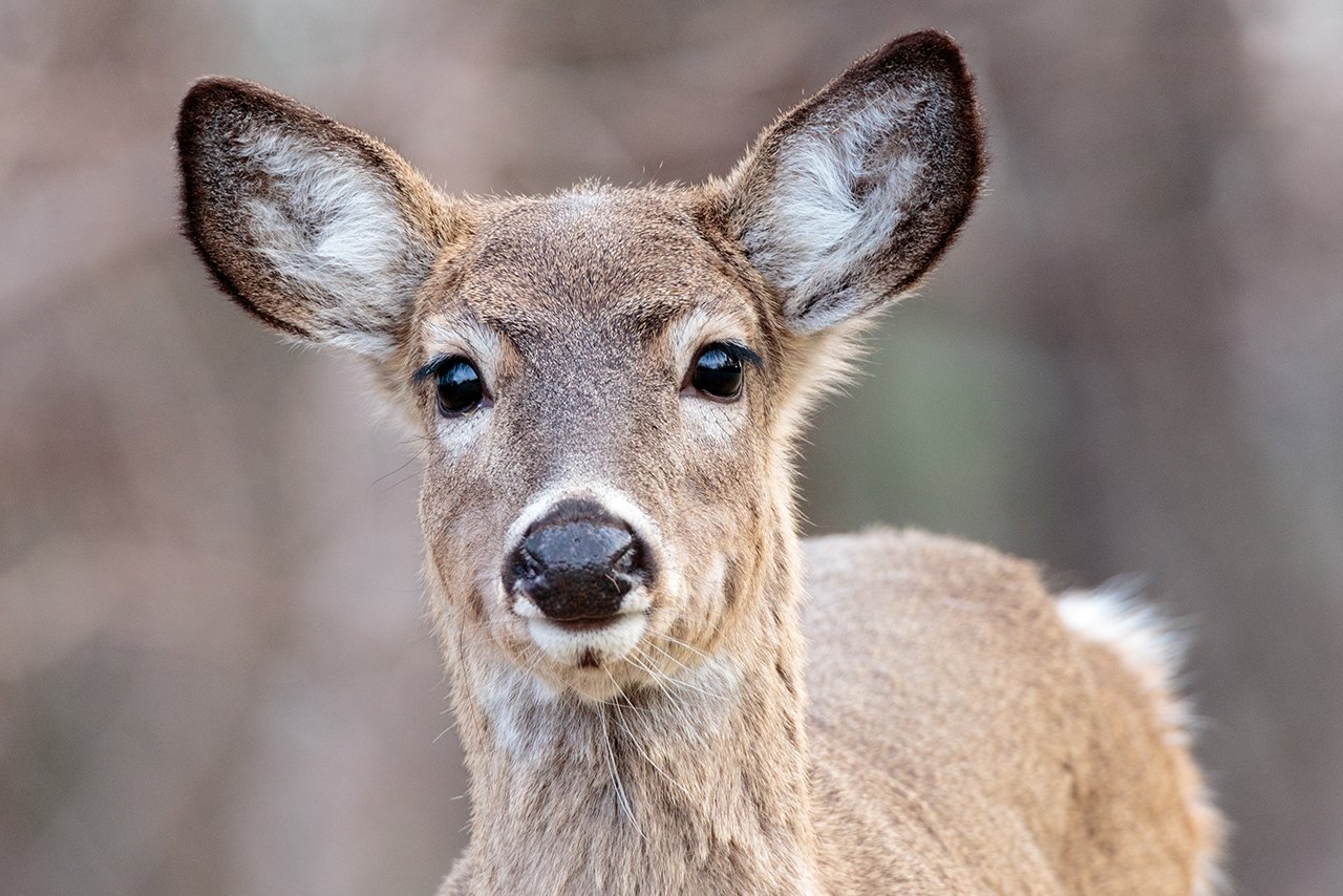 white-tailed deer