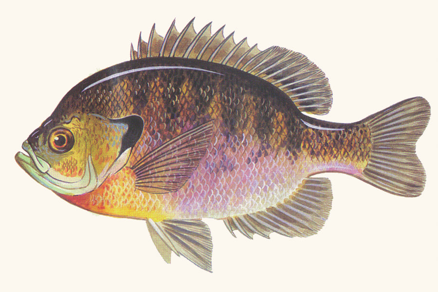 bluegill-illustration