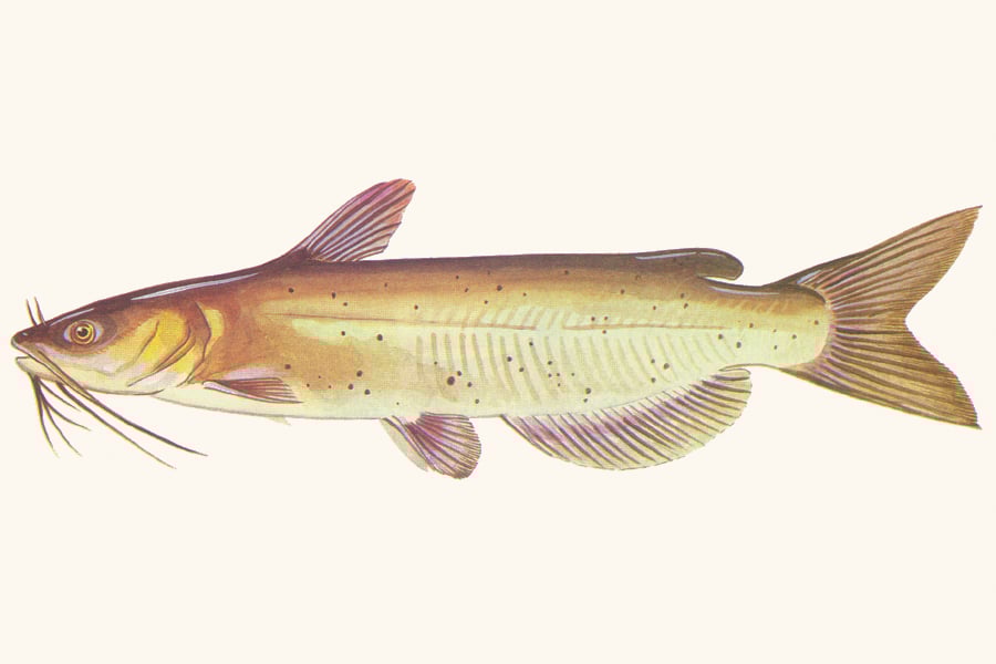 channel-catfish-illustration