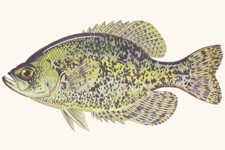 crappie-illustration