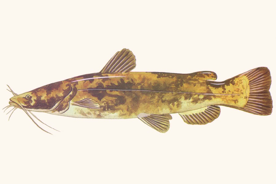 flathead-catfish-illustration