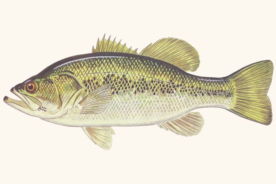 largemouth-bass-illustration