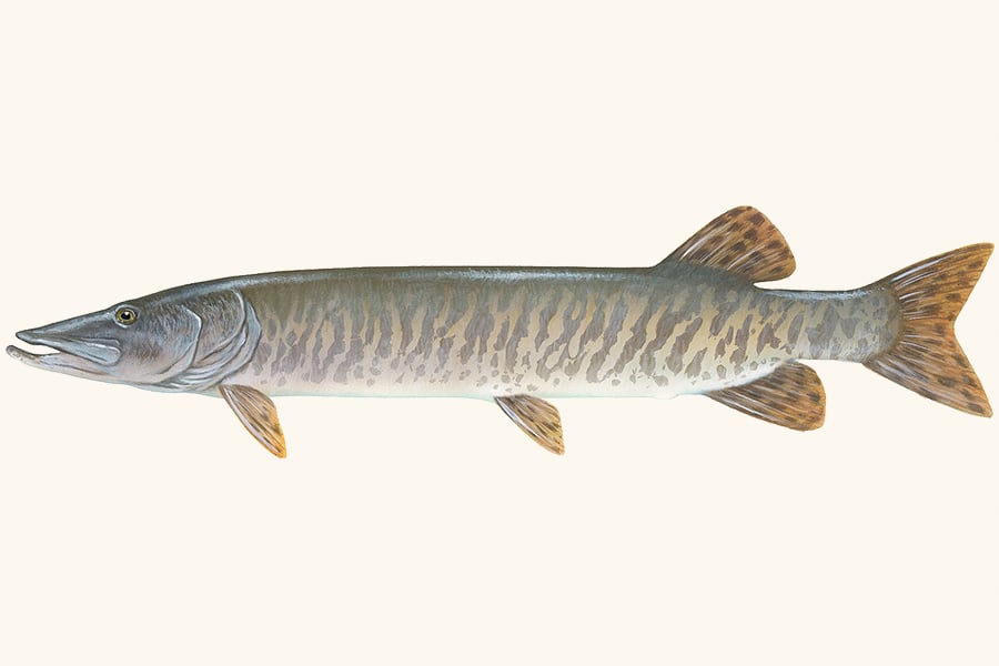 musky-illustration