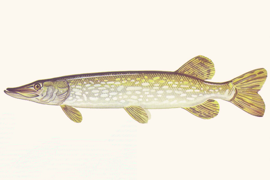 northern-pike-illustration