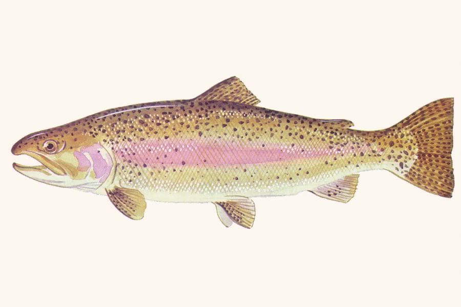 rainbow-trout-illustration