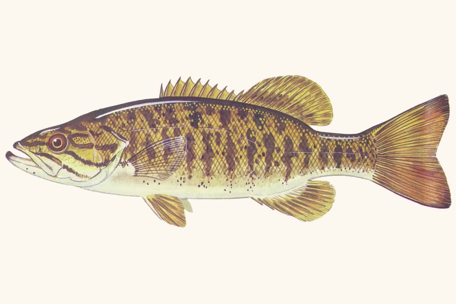 smallmouth-bass-illustration