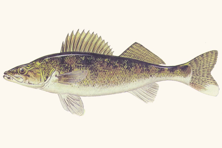 walleye-illustration