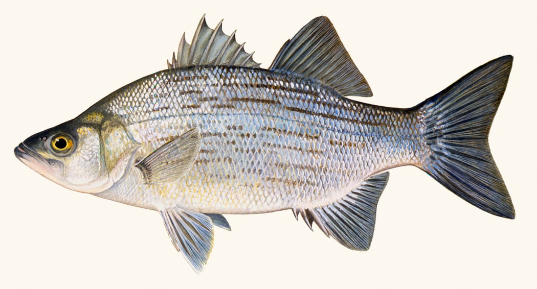 white-bass