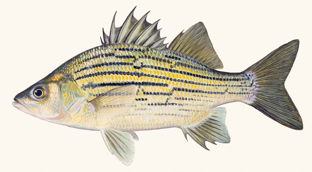yellow-bass