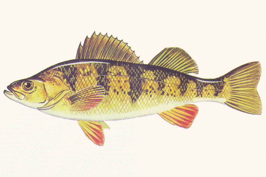 yellow-perch-illustration