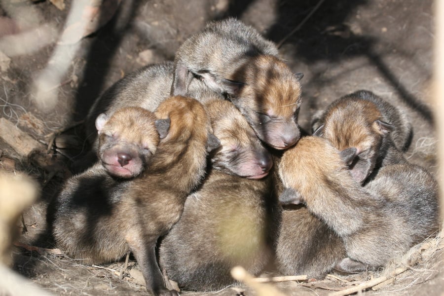 Newborn coyote pups cuddle in a den.