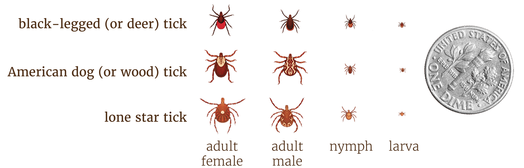 dupage-ticks