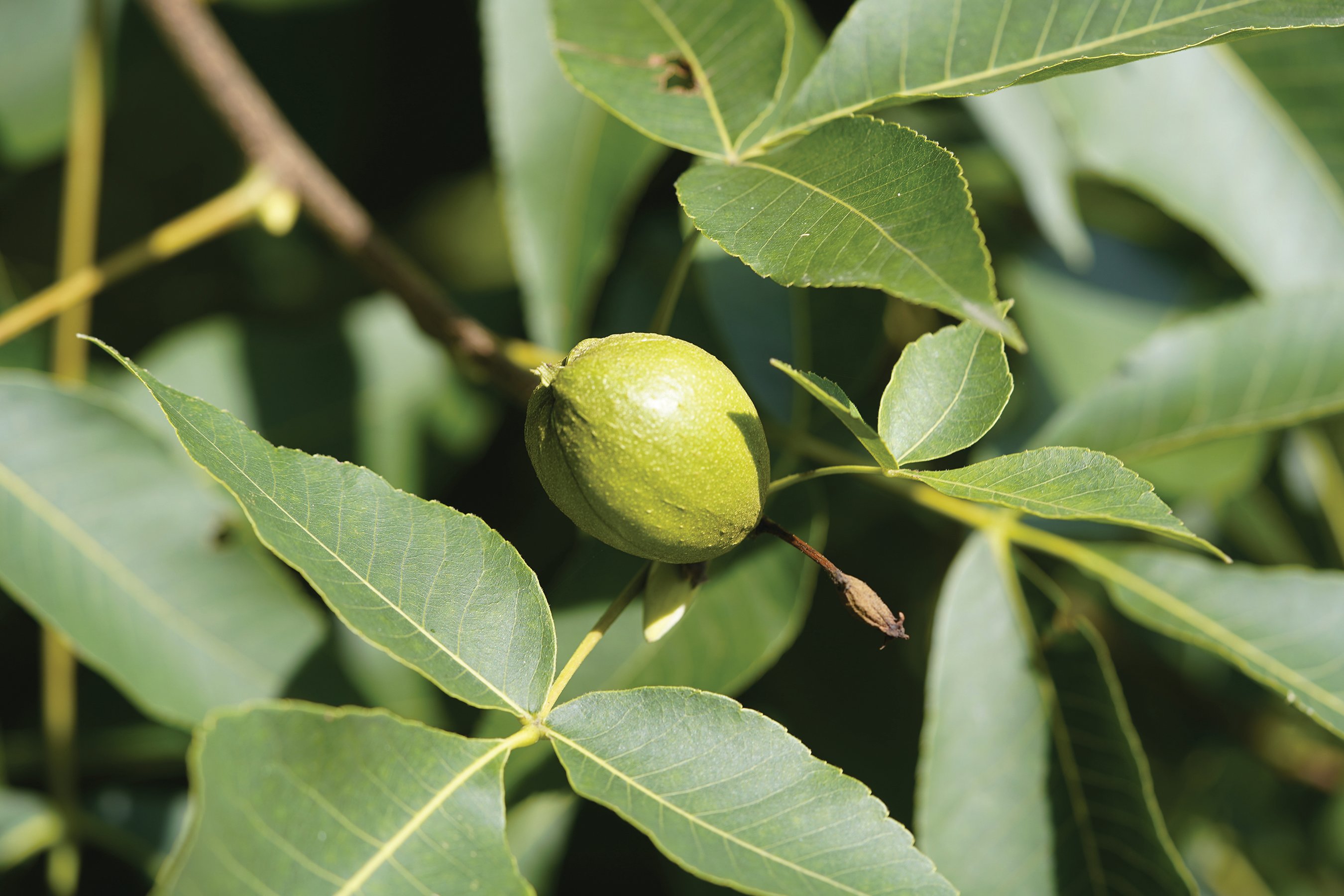 A shagbark hickory nut on the stem near leaves.