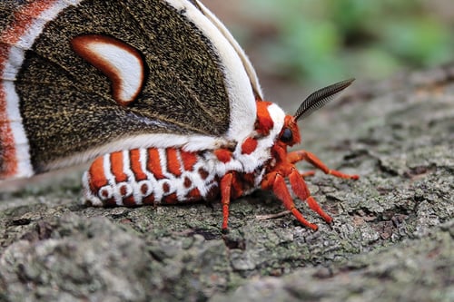 Cecropious Silk Moth-Image by David Yeany