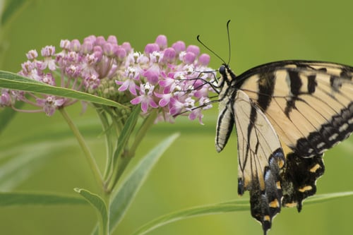 Eastern Tiger Swallowtail