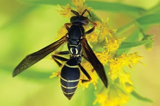 paper-wasp